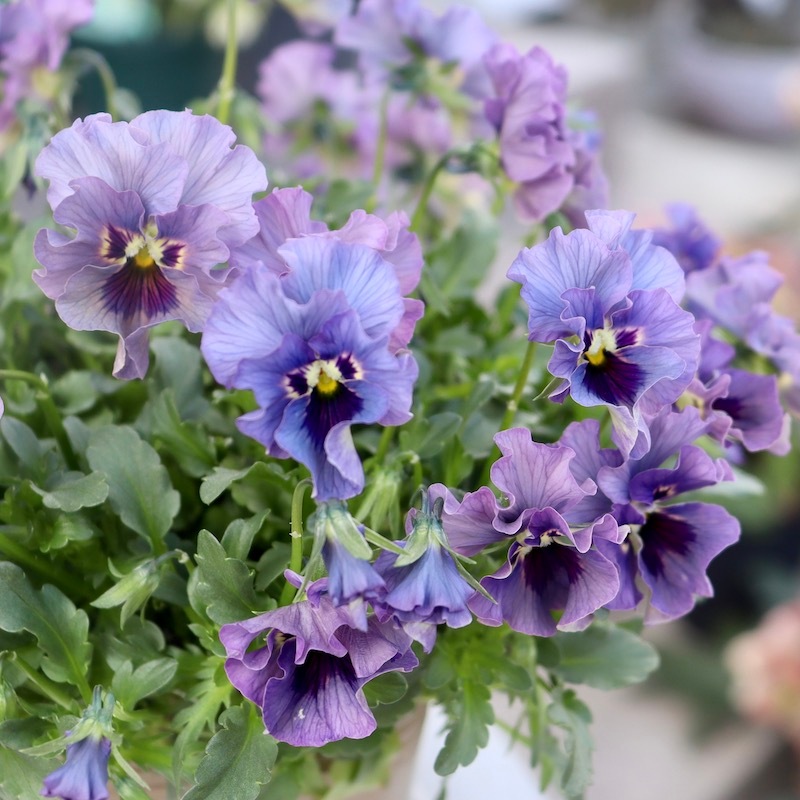 画像の現品!! 石川園芸さんのビオラ「レディ」＜23-23＞