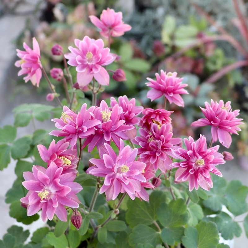 八重咲き♪西洋オダマキ・クレメンタイン「ローズピンク」4番