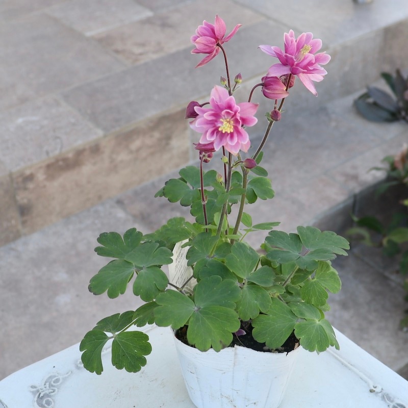 八重咲き♪西洋オダマキ・クレメンタイン「ローズピンク」4番