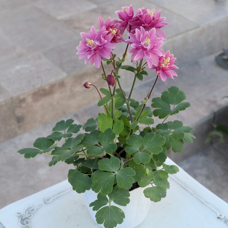 八重咲き♪西洋オダマキ・クレメンタイン「ローズピンク」4番