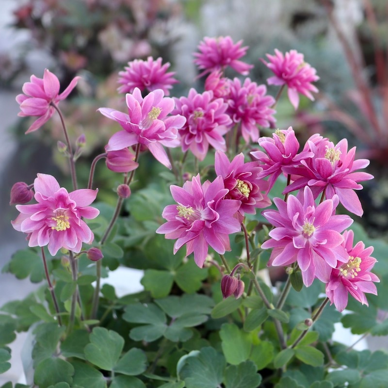 八重咲き♪西洋オダマキ・クレメンタイン「ローズピンク」4番