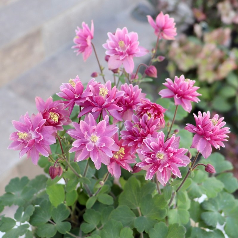 八重咲き♪西洋オダマキ・クレメンタイン「ローズピンク」4番