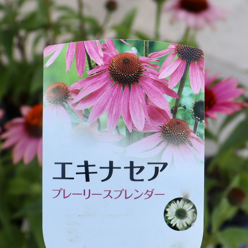 夏から秋咲き多年草☆エキナセア・プレーリースプレンダー「ローズ
