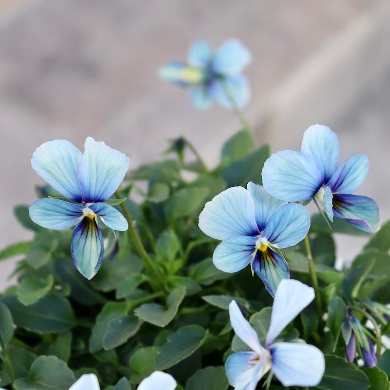 最後の1株!! 今年のNEW☆画像で花の色・形を選べる!!うえたビオラ