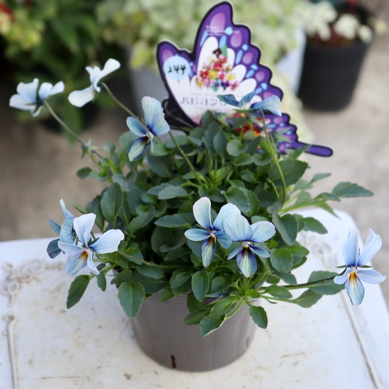 最後の1株!! 今年のNEW☆画像で花の色・形を選べる!!うえたビオラ
