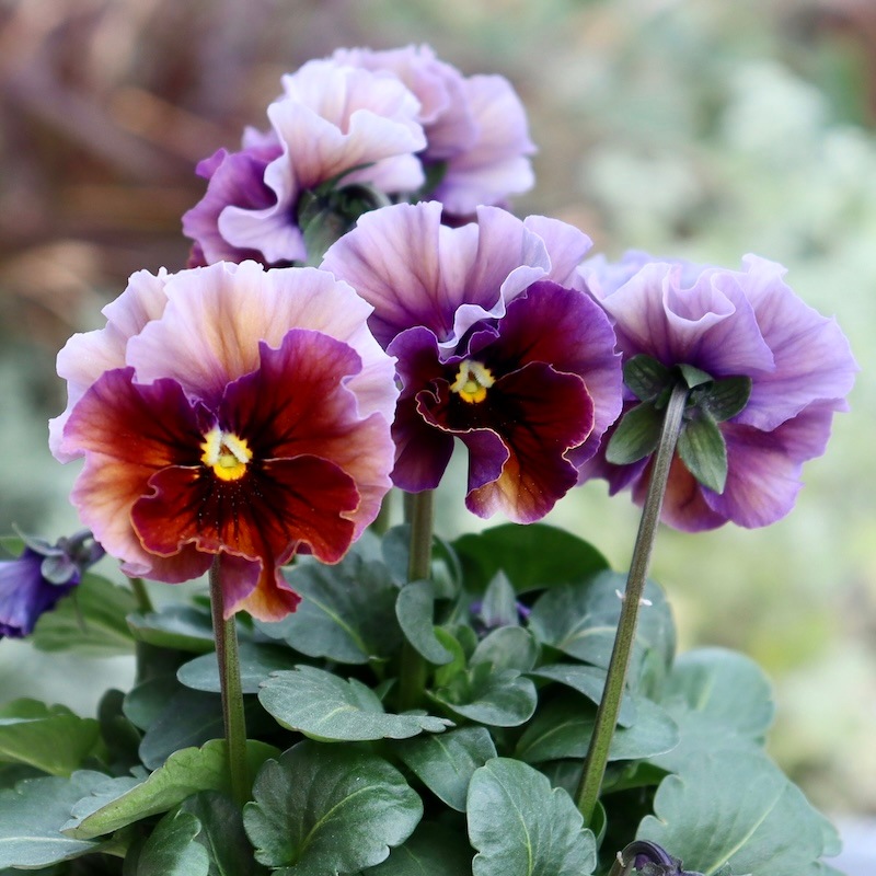 ①②RYU様おまとめ品フェデネージュボンソワール　6苗　 桂楓園　メルカリ便発送 ①②フェデネージュボンソワール 6苗 桂楓園 メルカリ便発送 2025年