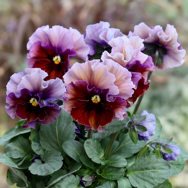 専用　ＫＡ３7♥フェデネージュ　ボンソワレ♥花苗ポットごと♥パンジービオラ KA18♥フェデネージュ♥花苗ポットごと♥ブルー系パンジービオラ