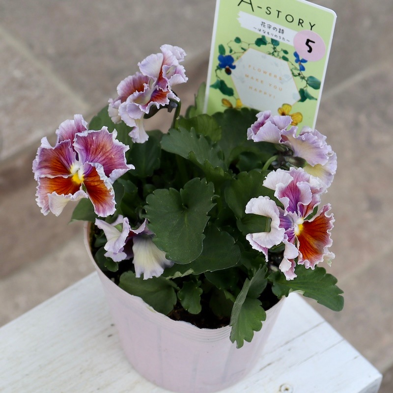 希少品】現在庫限り!! 石村あさみさん育種パンジー「A-STORY・花守の詩