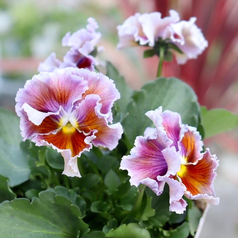 希少品】現在庫限り!! 石村あさみさん育種パンジー「A-STORY・花守の詩