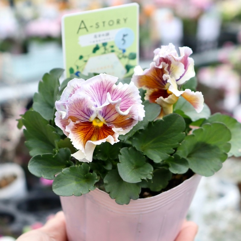 希少品】現在庫限り!! 石村あさみさん育種パンジー「A-STORY・花守の詩