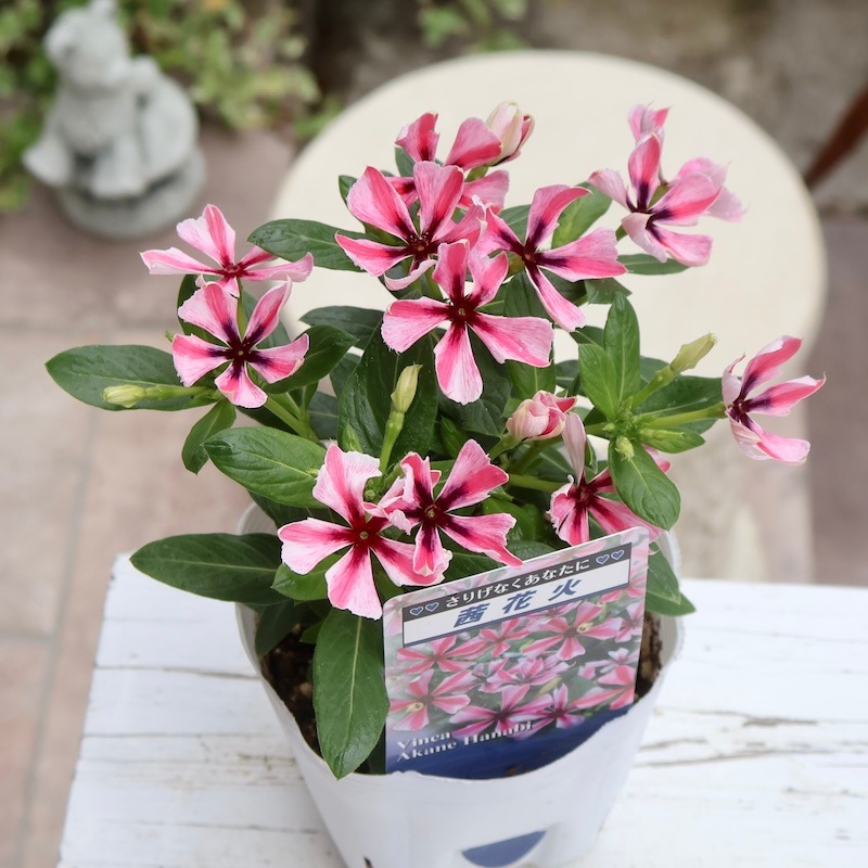 北島園芸さんのビンカ(日々草)「茜花火」(3.5号ポット)