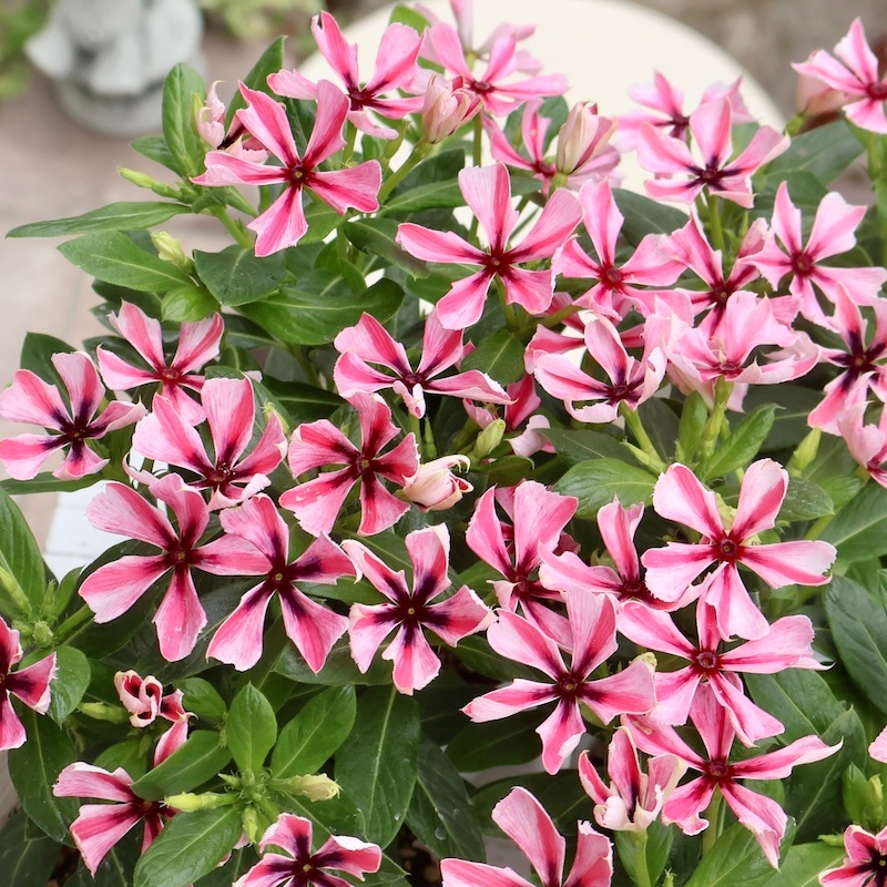 6_000000009258.jpg?1748248604