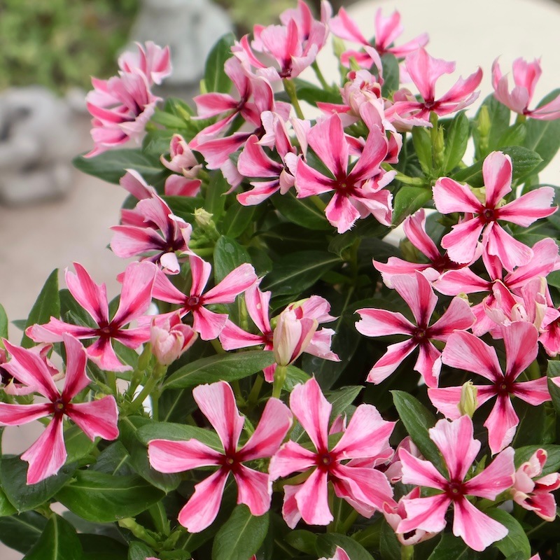 北島園芸さんのビンカ(日々草)「茜花火」(3.5号ポット)