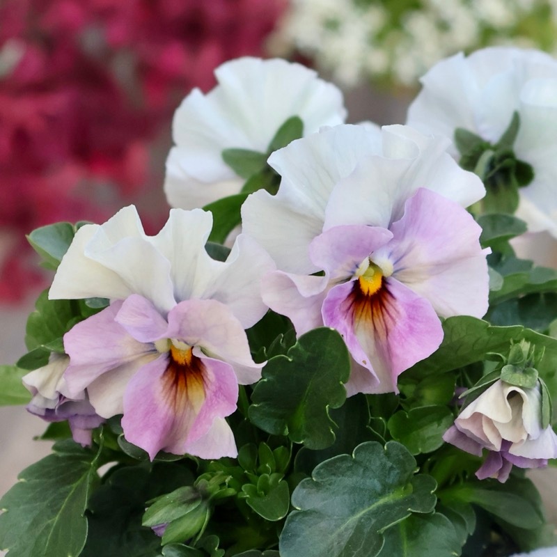 画像の現品1点限り☆桐生ふぁ~む×花日和さんのビオラ「アイクルール