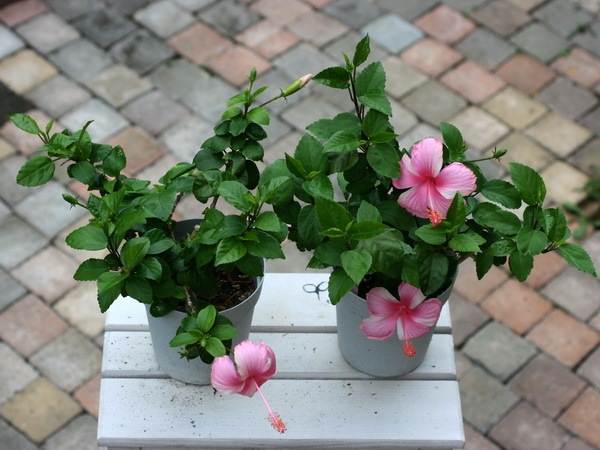 ピンクのハイビスカス鉢植え 今日のハイビスカス🌺 #ハイビスカスミックスベリー