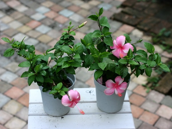 中型ハイビスカス ピンク花 ハイビスカス鉢植え [ピンク八重] (5号鉢/高さ約50cm前後) | 46*BLOOM