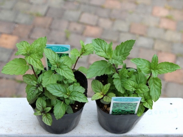 1_000000002059.jpg?1678209904