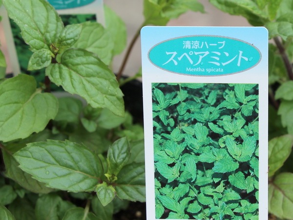 スペアミントと その お花 とちょっと デカ スペアミント hanahirobaonline_ha-bu-spearmint