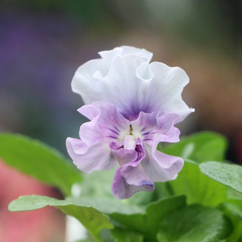 画像で花色を選べる!!花日和さんのフリル咲きパンジー「シエルブリエ