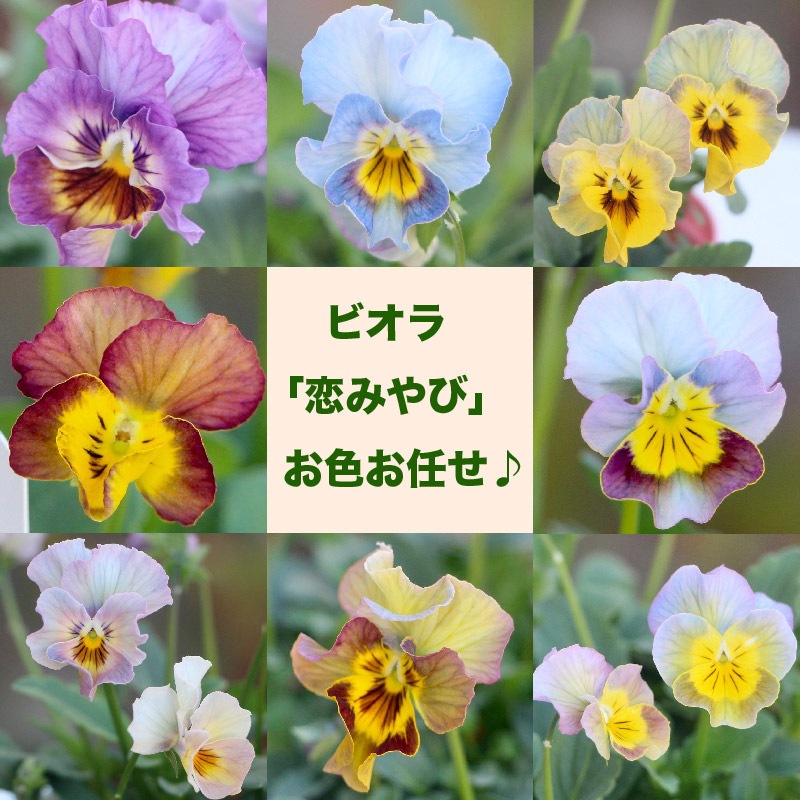 花日和さんのフリル咲きビオラ 恋みやび お色お任せ 指定不可
