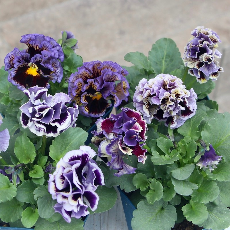 画像でざっくりの色を選べる》サトウ園芸さんのパンジー「ドラキュラ