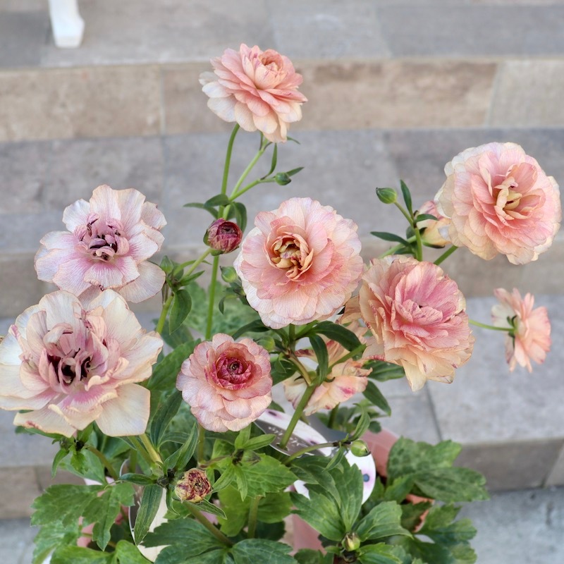 画像(最後の5枚)の現品いずれか☆ラナンキュラス・ラックス