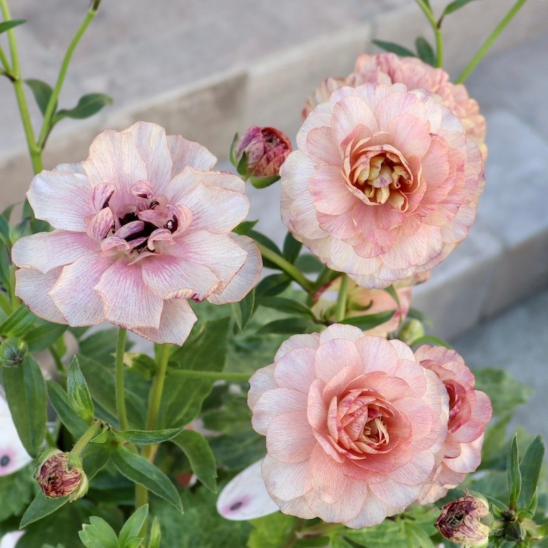 画像(最後の5枚)の現品いずれか☆ラナンキュラス・ラックス