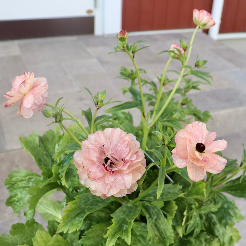 画像(最後の4枚)の現品いずれか☆ラナンキュラス・ラックス