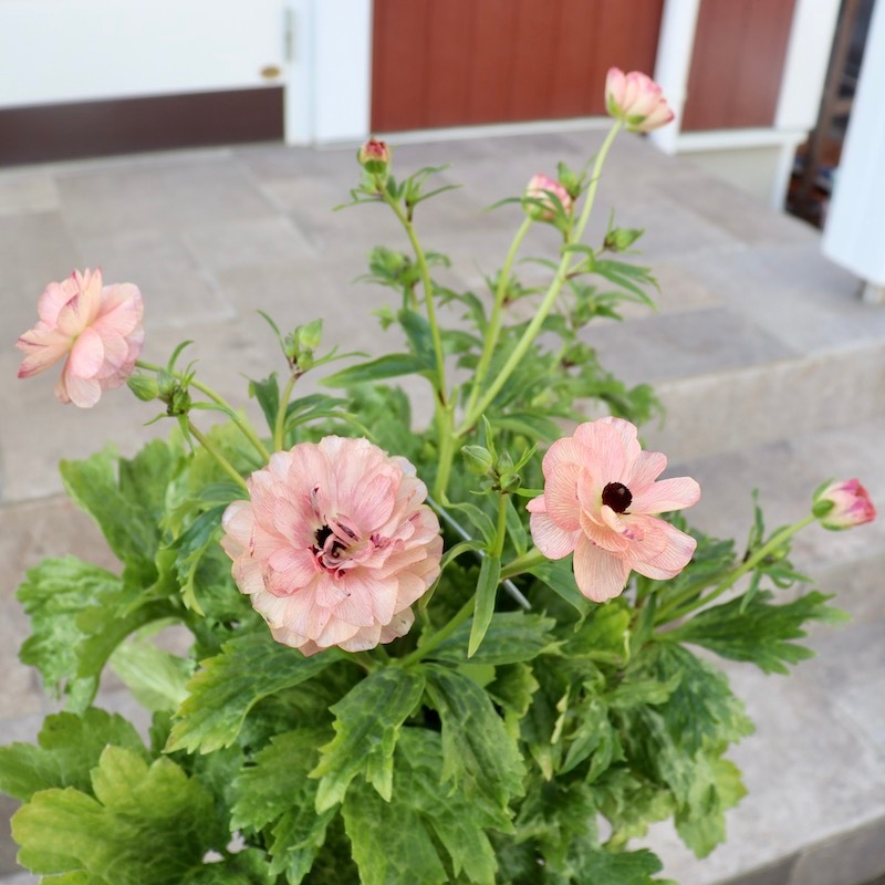 画像(最後の5枚)の現品いずれか☆ラナンキュラス・ラックス