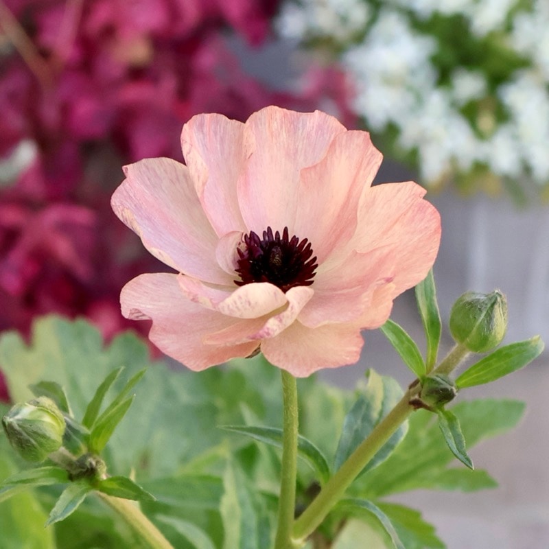 画像(最後の4枚)の現品いずれか☆ラナンキュラス・ラックス