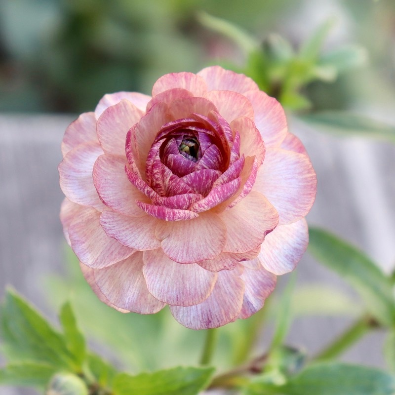 画像(最後の4枚)の現品いずれか☆ラナンキュラス・ラックス