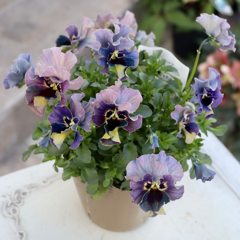 画像の現品!! 石川園芸さんのビオラ「レディ」＜23-24＞