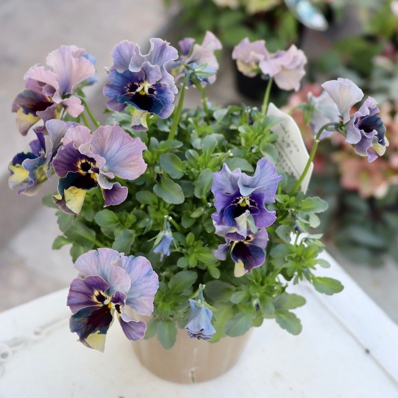 画像の現品!! 石川園芸さんのビオラ「レディ」＜23-24＞