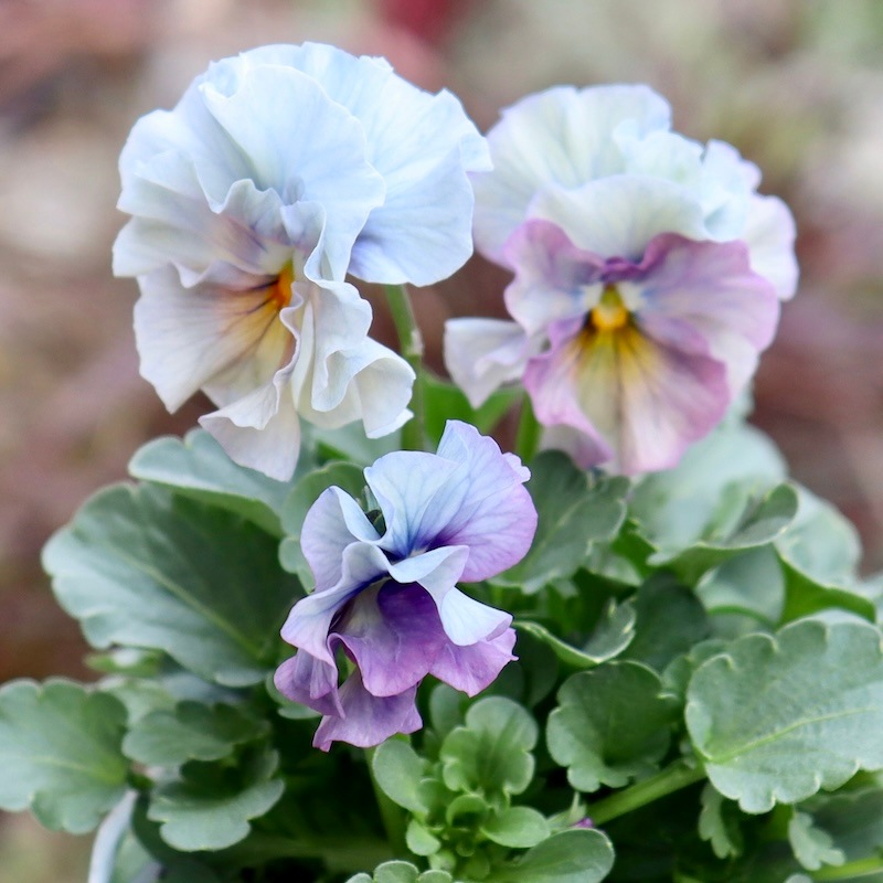 画像の現品1点限り!!桐生ふぁ~む×花日和さんのビオラ「アイクルール