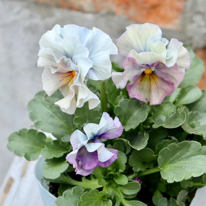 画像の現品1点限り!!桐生ふぁ~む×花日和さんのビオラ「アイクルール