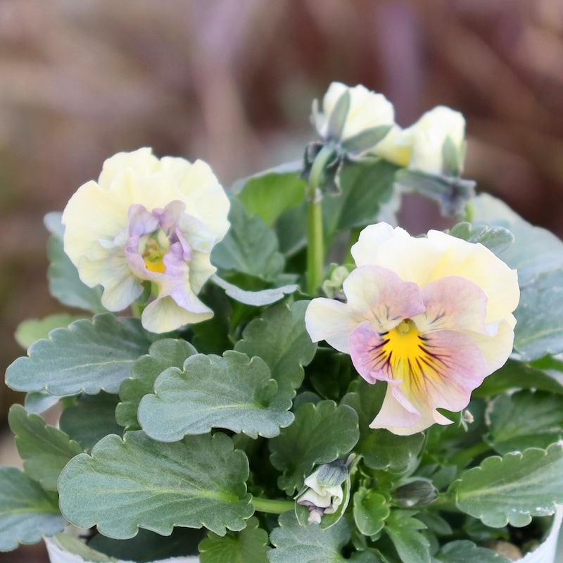 画像の現品1点限り!!桐生ふぁ~む×花日和さんのビオラ「アイクルール