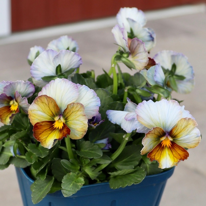 現品1点限り☆スペシャルなサトウ園芸さんのビオラ・ヌーヴェル