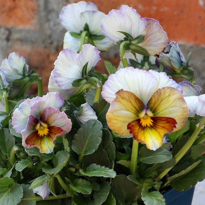 現品1点限り☆スペシャルなサトウ園芸さんのビオラ・ヌーヴェル