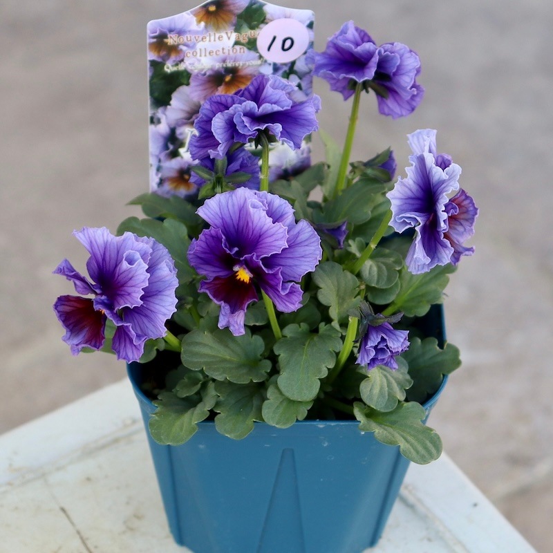 画像で花色を選べる!! サトウ園芸さんのビオラ・ヌーヴェルヴァーグ