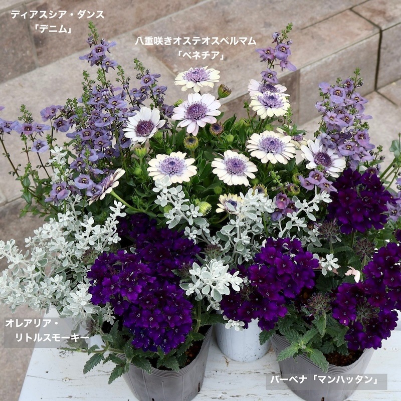 濃厚パープルの花&シルバーがかったリーフ♪バーベナ「マンハッタン