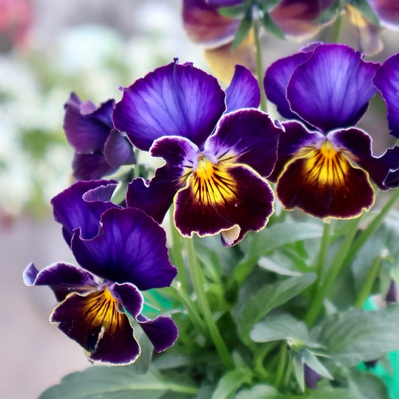 画像の現品1点限り☆ビオラ・ヨコハマセレクション「フレアブルー」12番