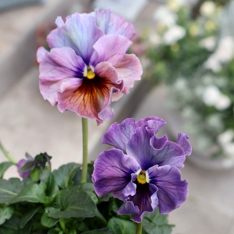 25年秋-26年春の新品種 》現品1点限り☆桂楓園さんのパンジー「フェデ