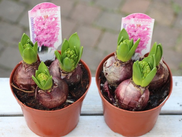 4号鉢】ヒヤシンスの芽出し球根☆ピンク3球植え