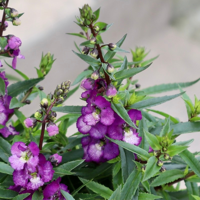 ボリューム満点♪アンゲロニア・セレニータ「パープル」(3.5号ポット)