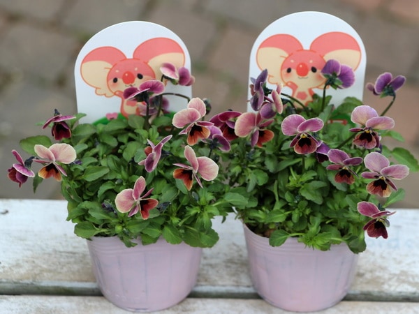 見元ビオラ「ピンクコアラ」