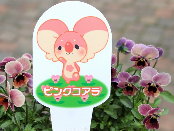 見元ビオラ「ピンクコアラ」