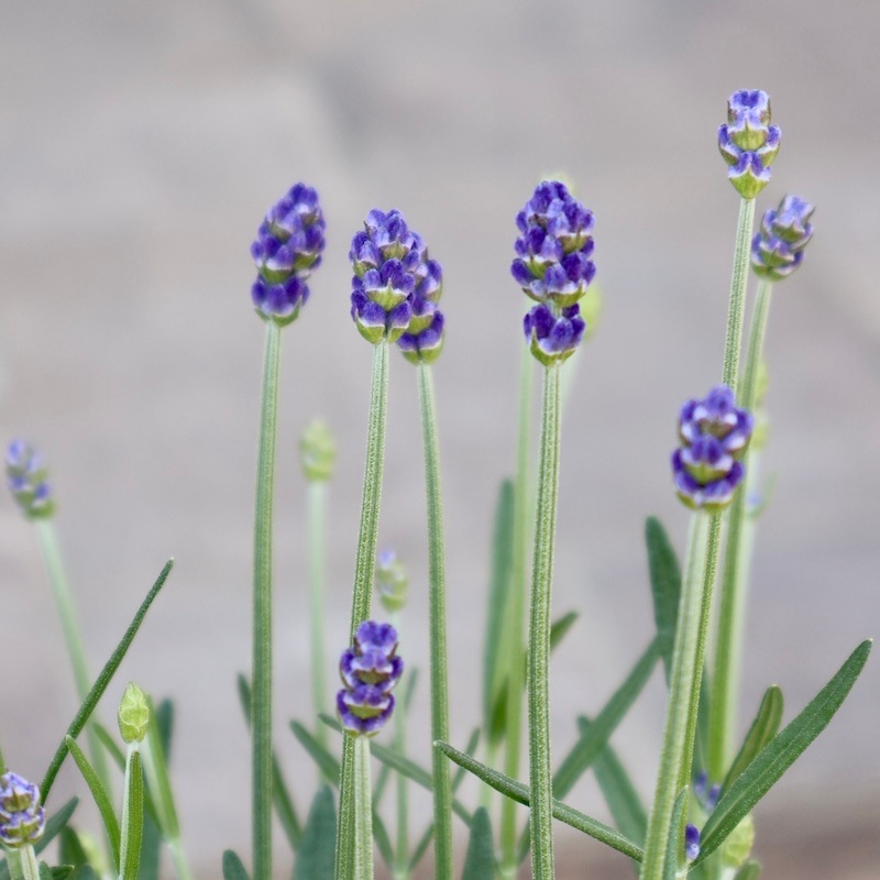 専用　すずらん　ブライダルベール　ラベンダー　クレイフラワー クレイフラワー（スズラン） | iichi 日々の暮らしを心地よく