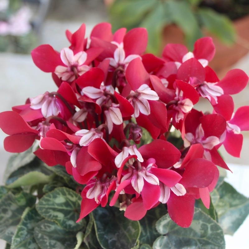 4号鉢】ガーデンシクラメン「ジックス」ワインレッド