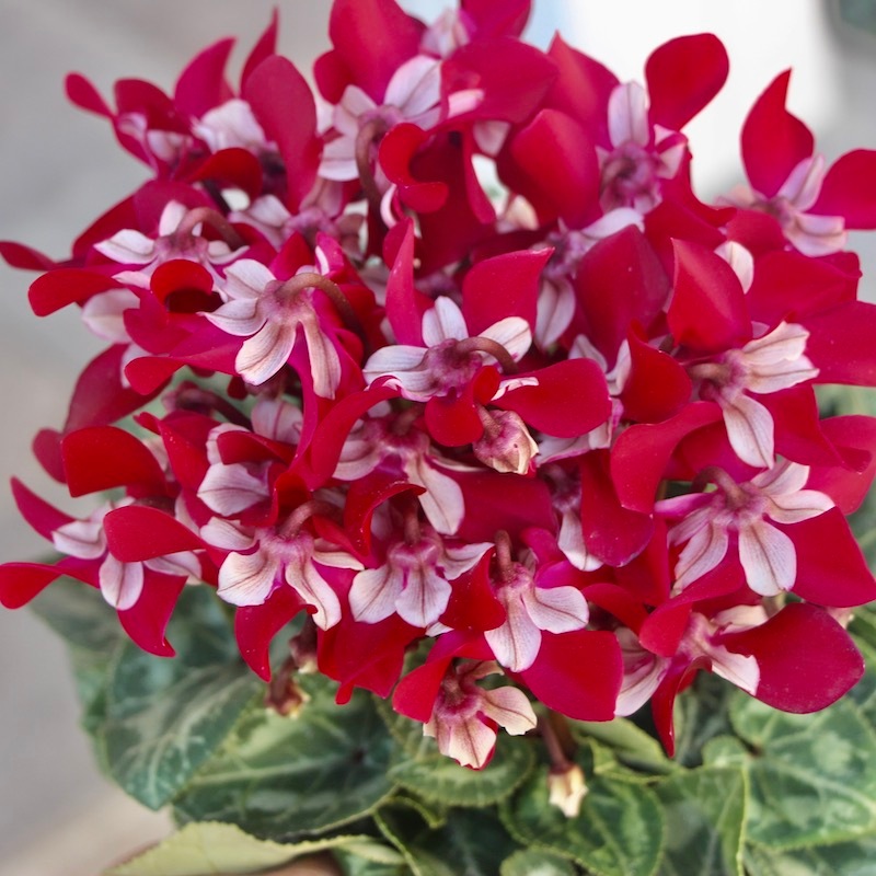 4号鉢】ガーデンシクラメン「ジックス」ワインレッド