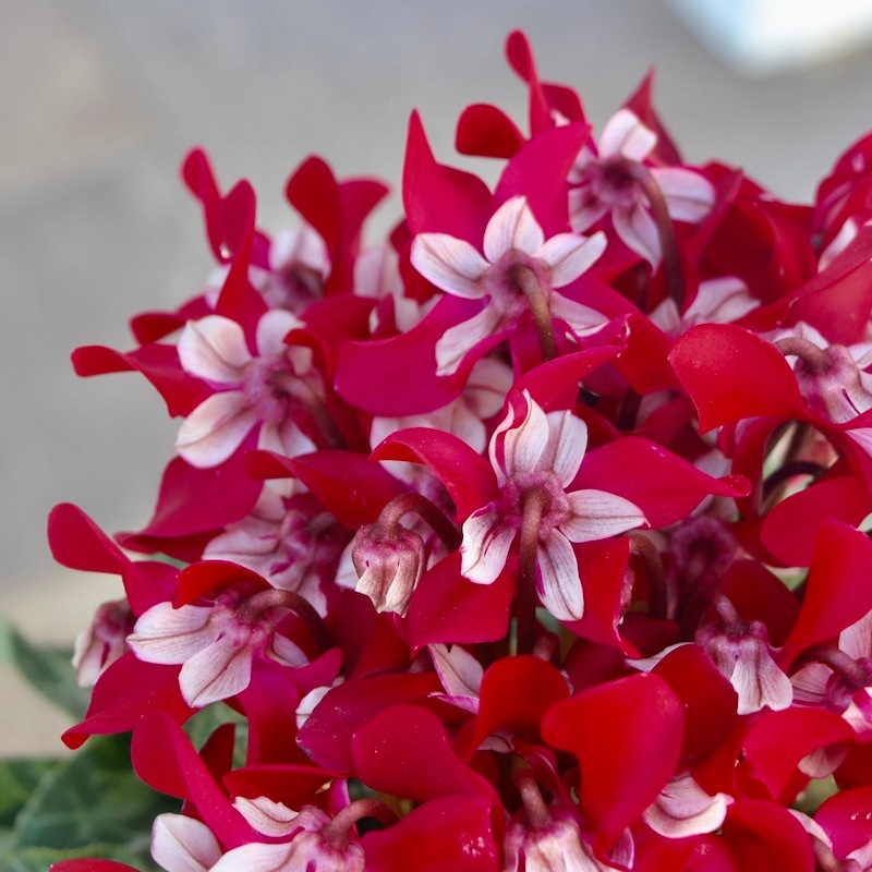 4号鉢】ガーデンシクラメン「ジックス」ワインレッド